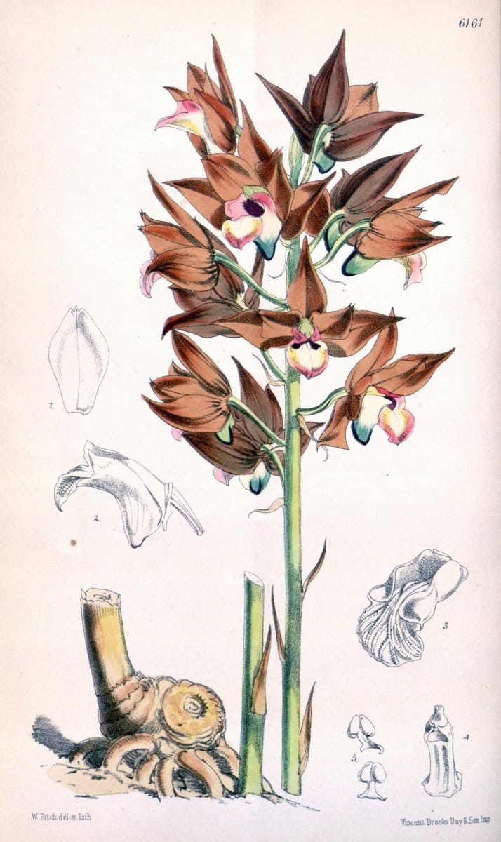 Dragable Image