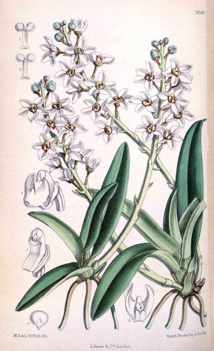 Curtis's botanical magazine. London ; New York [etc.] :Academic Press [etc.]. | "Botanical illustration" Botany Periodicals "Pictorial works" "Plants, Ornamental"  | Vintage Print Reproduction 449012
