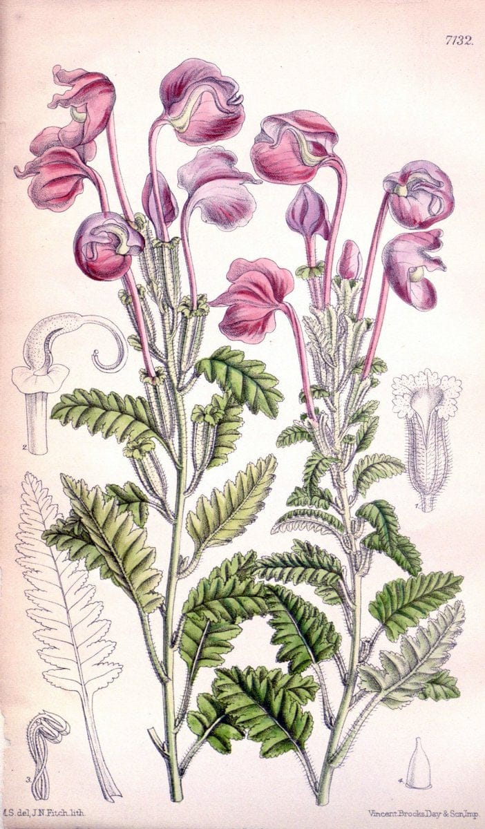 Curtis's botanical magazine. London ; New York [etc.] :Academic Press [etc.]. | "Botanical illustration" Botany Periodicals "Pictorial works" "Plants, Ornamental"  | Vintage Print Reproduction 449014