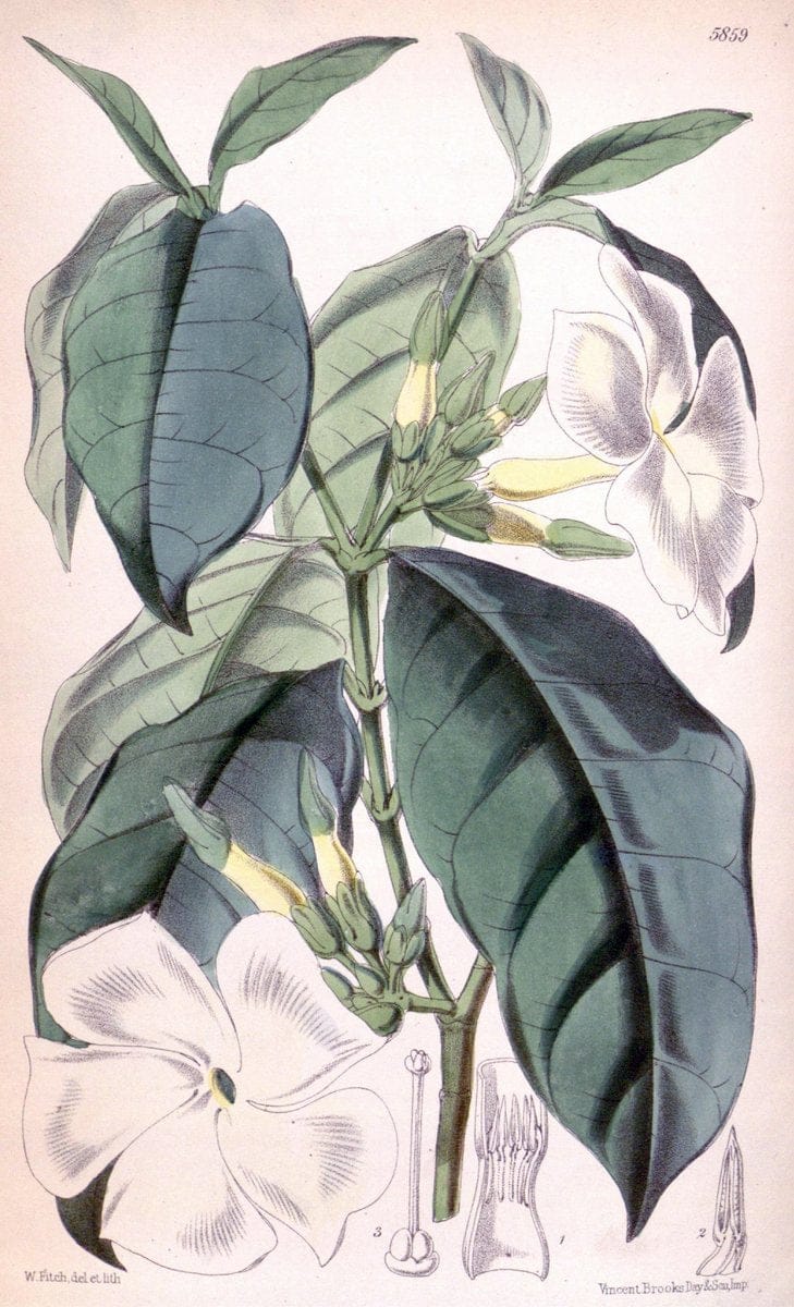 Curtis's botanical magazine. London ; New York [etc.] :Academic Press [etc.]. | "Botanical illustration" Botany Periodicals "Pictorial works" "Plants, Ornamental"  | Vintage Print Reproduction 449015