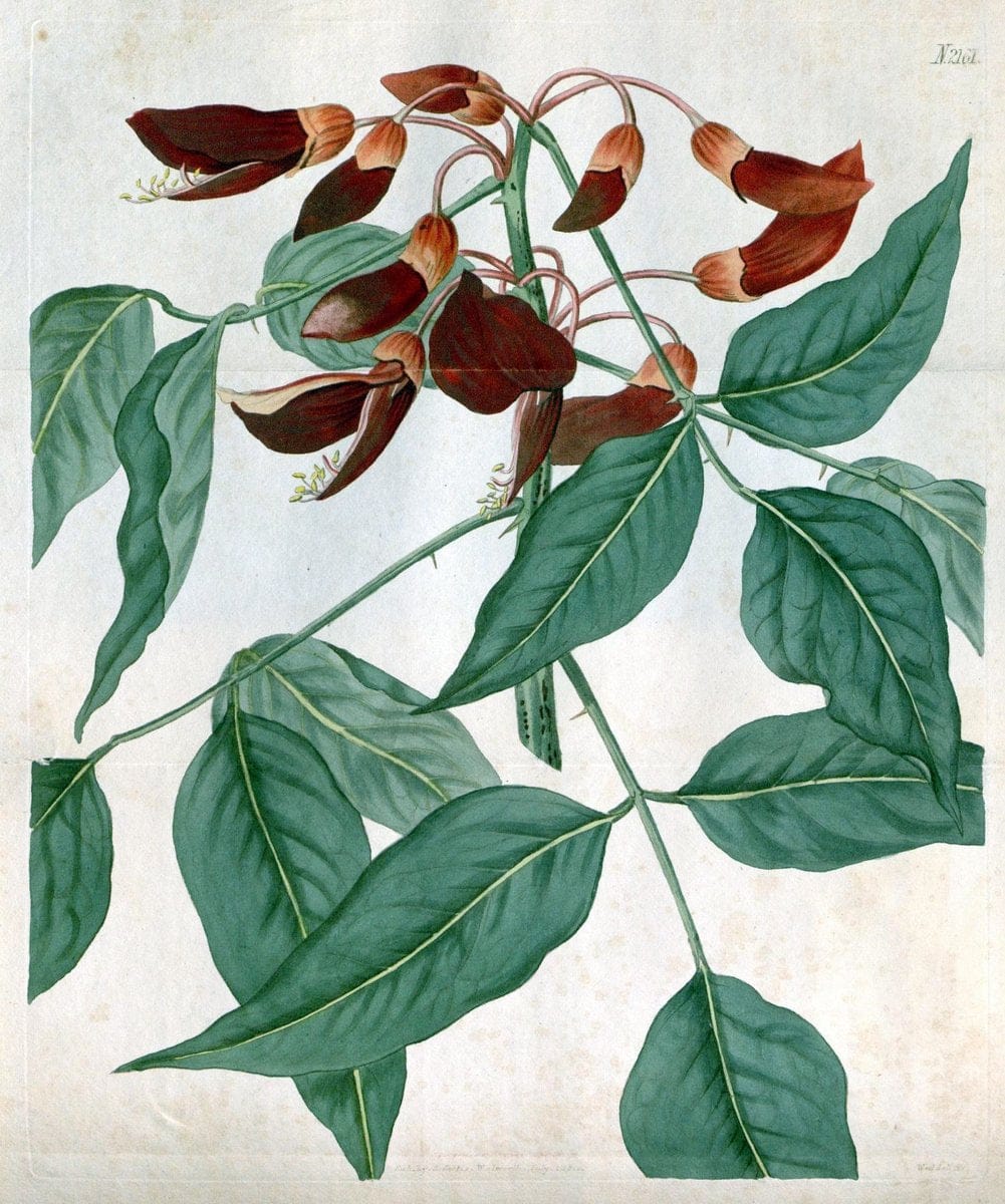 Curtis's botanical magazine. London ; New York [etc.] :Academic Press [etc.]. | "Botanical illustration" Botany Periodicals "Pictorial works" "Plants, Ornamental"  | Vintage Print Reproduction 449017