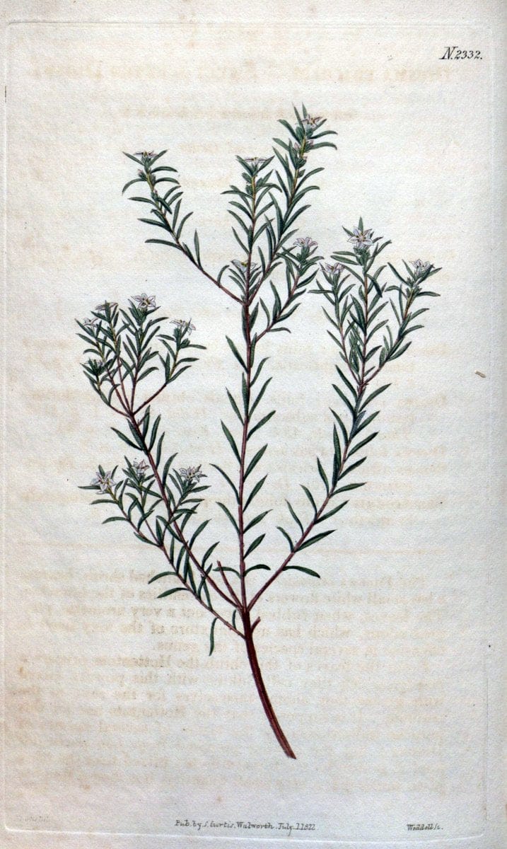 Curtis's botanical magazine. London ; New York [etc.] :Academic Press [etc.]. | "Botanical illustration" Botany Periodicals "Pictorial works" "Plants, Ornamental"  | Vintage Print Reproduction 449019