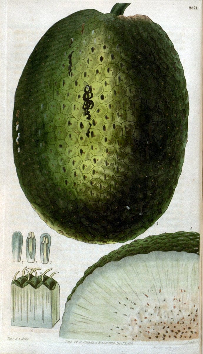 Curtis's botanical magazine. London ; New York [etc.] :Academic Press [etc.]. | "Botanical illustration" Botany Periodicals "Pictorial works" "Plants, Ornamental"  | Vintage Print Reproduction 449022
