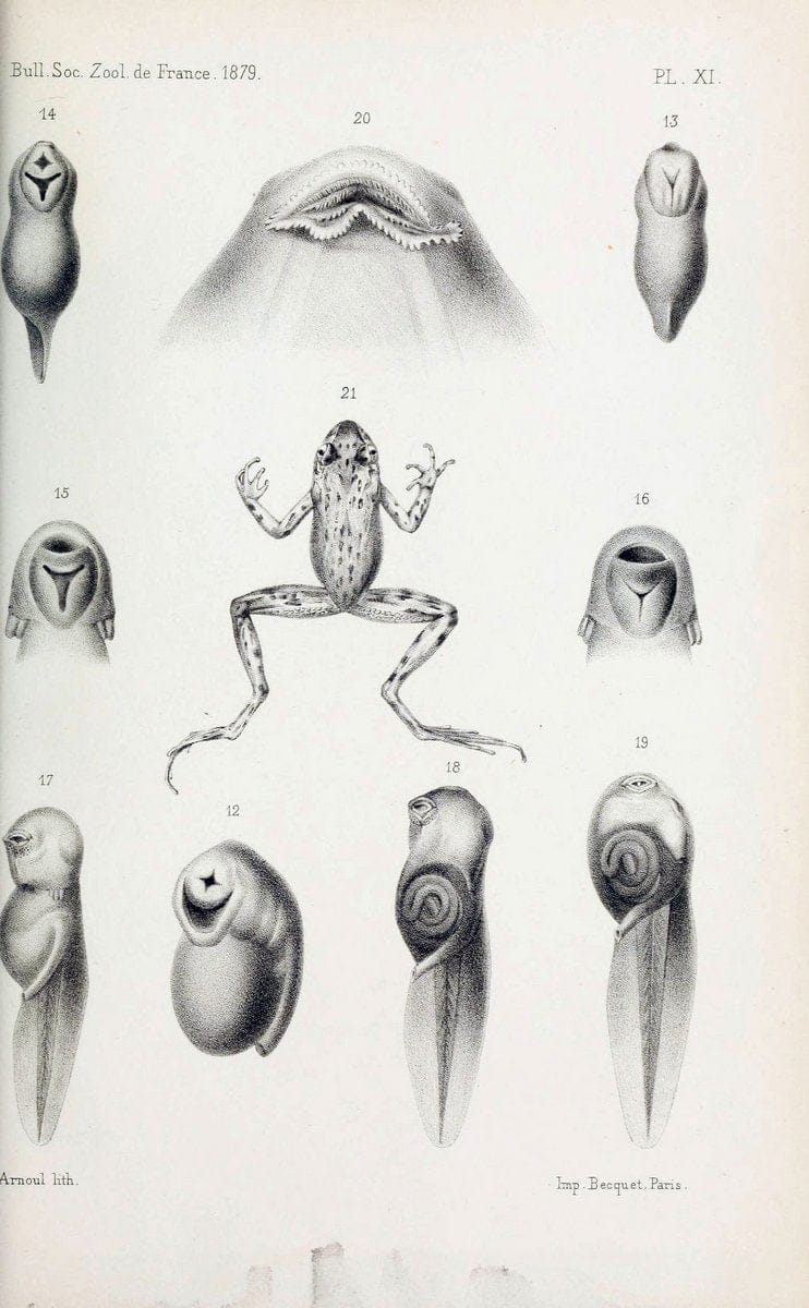 Dragable Image
