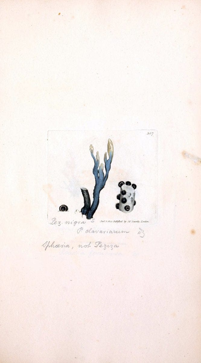 Coloured figures of English fungi or mushrooms. London,Printed by J. Davis,1797-[1809]. | England Mushrooms  | Vintage Print Reproduction 449030