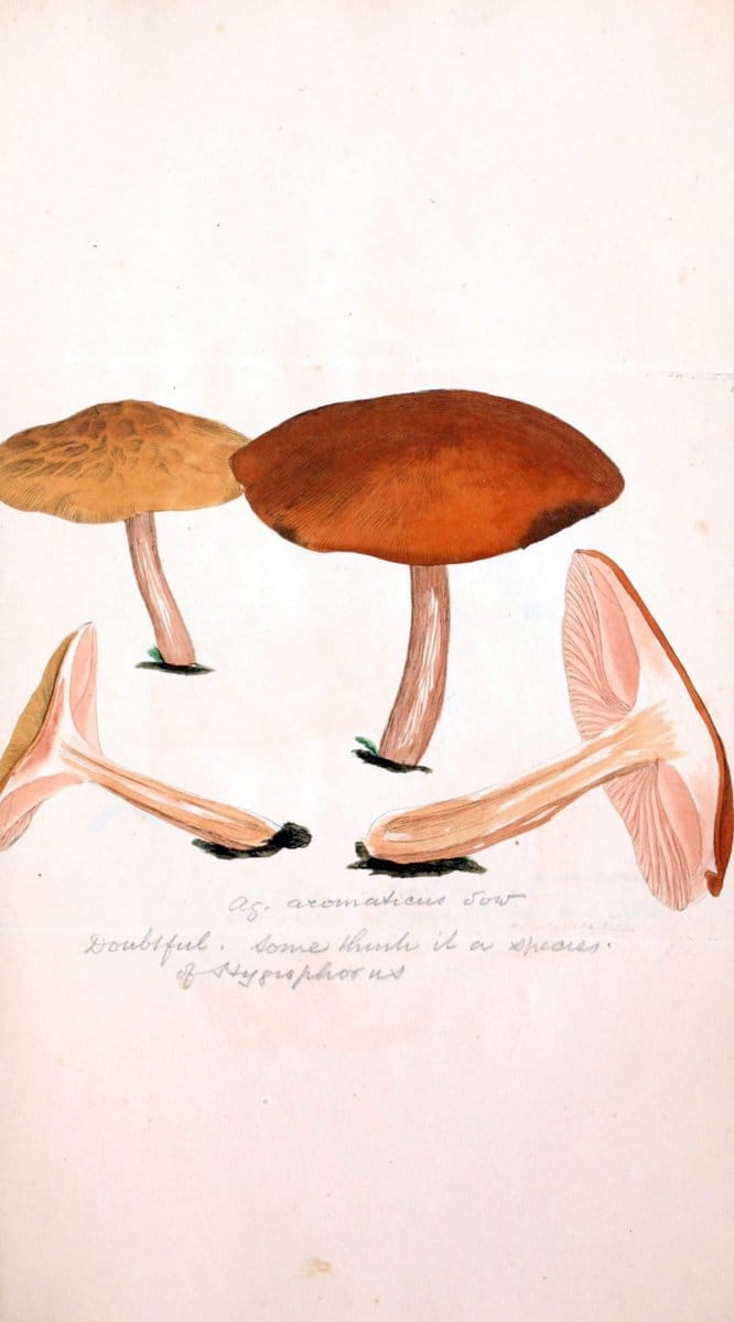 Coloured figures of English fungi or mushrooms. London,Printed by J. Davis,1797-[1809]. | England Mushrooms  | Vintage Print Reproduction 449031