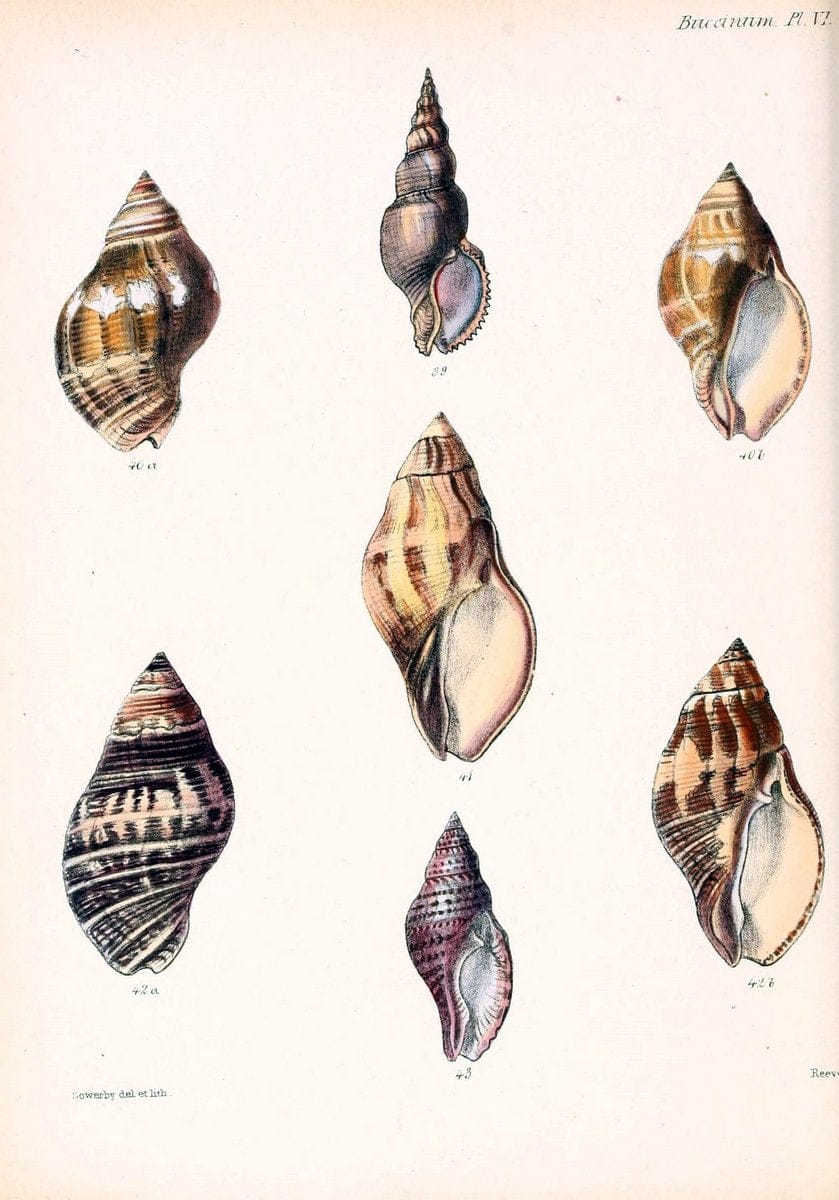Conchologia iconica, or, Illustrations of the shells of molluscous animals /.London :Reeve, Brothers,1843-1878.. |  | Vintage Print Reproduction 449034