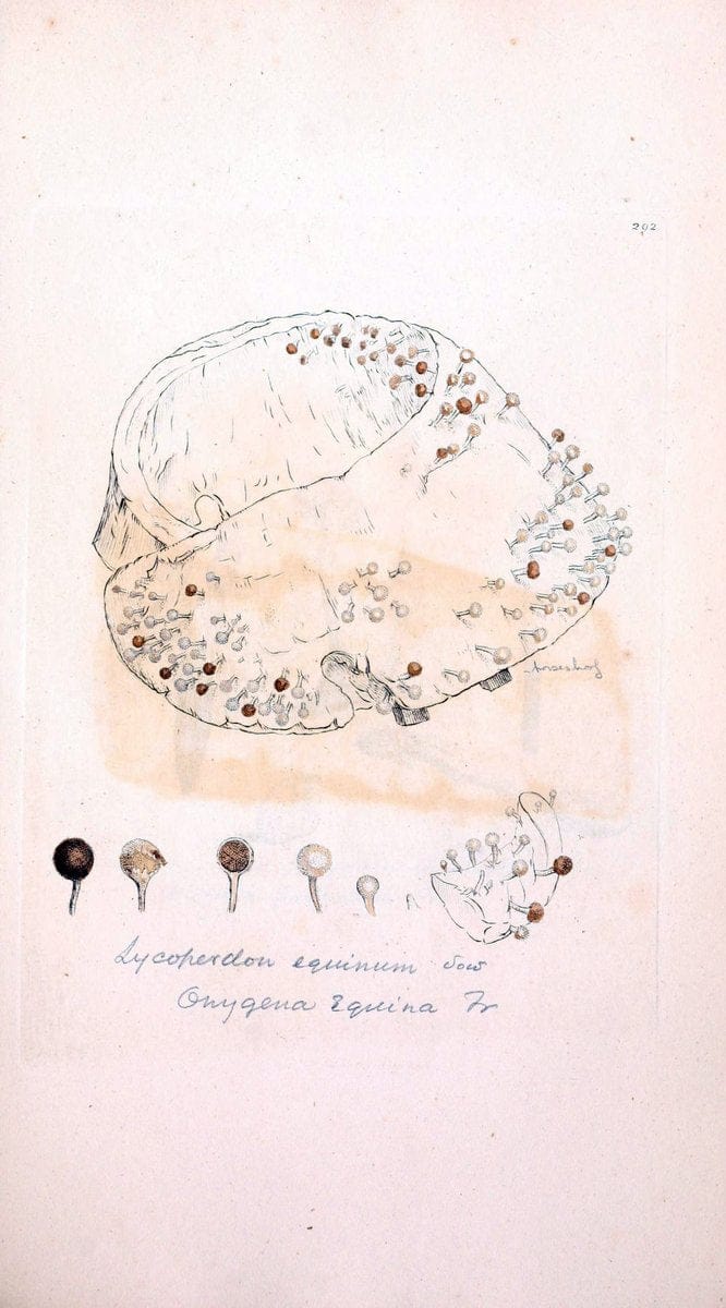 Coloured figures of English fungi or mushrooms. London,Printed by J. Davis,1797-[1809]. | England Mushrooms  | Vintage Print Reproduction 449035