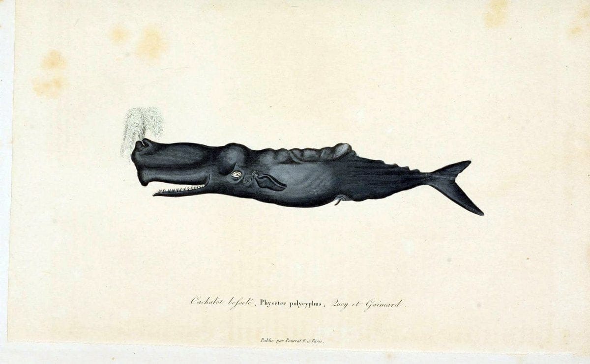 ComplÃ©ments de Buffon. t.1.Paris:P. Pourrat FrÃ¨res,1838. |  | Vintage Print Reproduction 449036