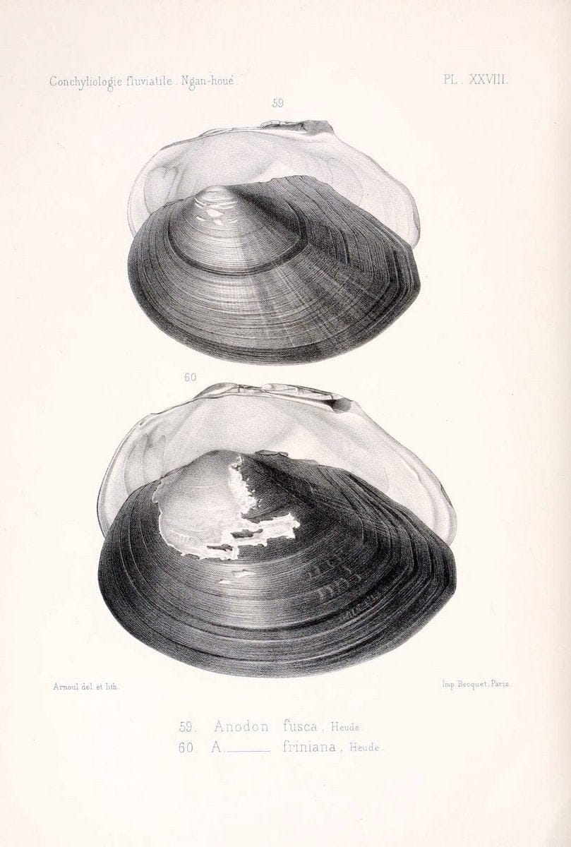 Conchyliologie fluviatile de la province de Nanking et de la Chine centrale /.Paris :Savy,[1875-1885]. | China Mollusks "Nanjing (Jiangsu Sheng)"  | Vintage Print Reproduction 449041