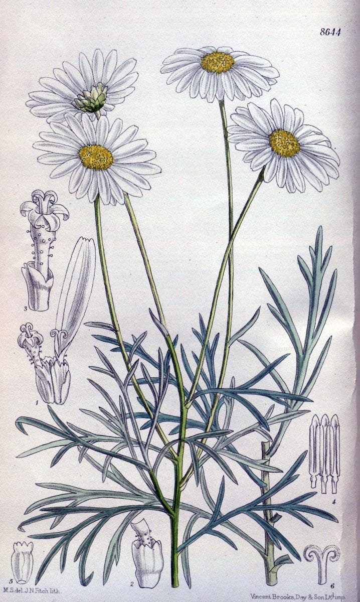 Curtis's botanical magazine. London ; New York [etc.] :Academic Press [etc.]. | "Botanical illustration" Botany Periodicals "Pictorial works" "Plants, Ornamental"  | Vintage Print Reproduction 449043
