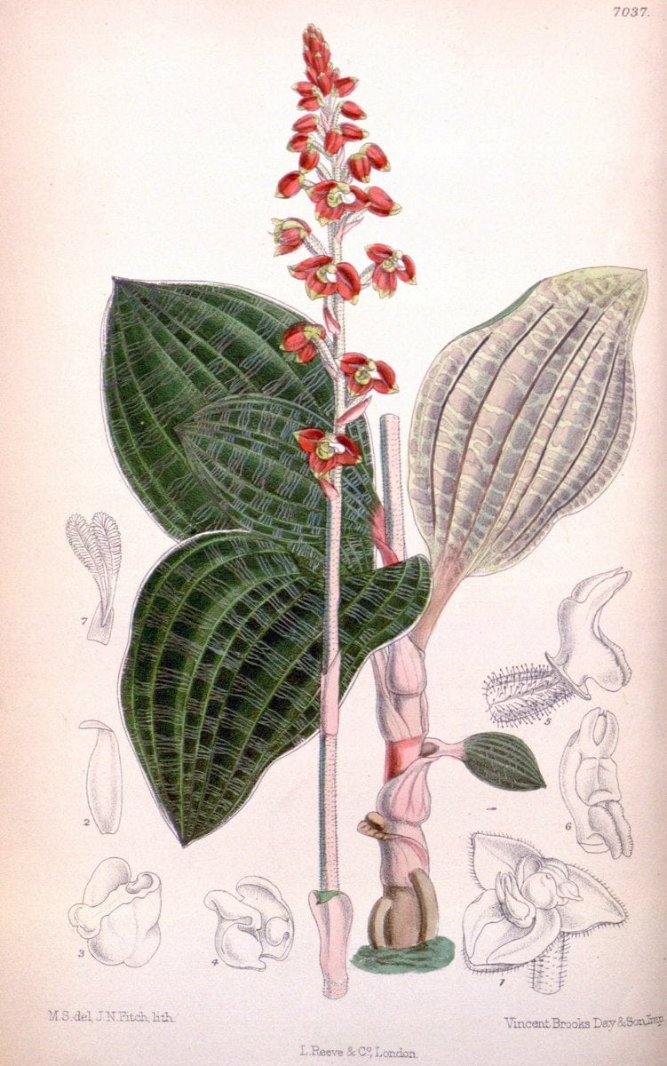 Curtis's botanical magazine. London ; New York [etc.] :Academic Press [etc.]. | "Botanical illustration" Botany Periodicals "Pictorial works" "Plants, Ornamental"  | Vintage Print Reproduction 449044