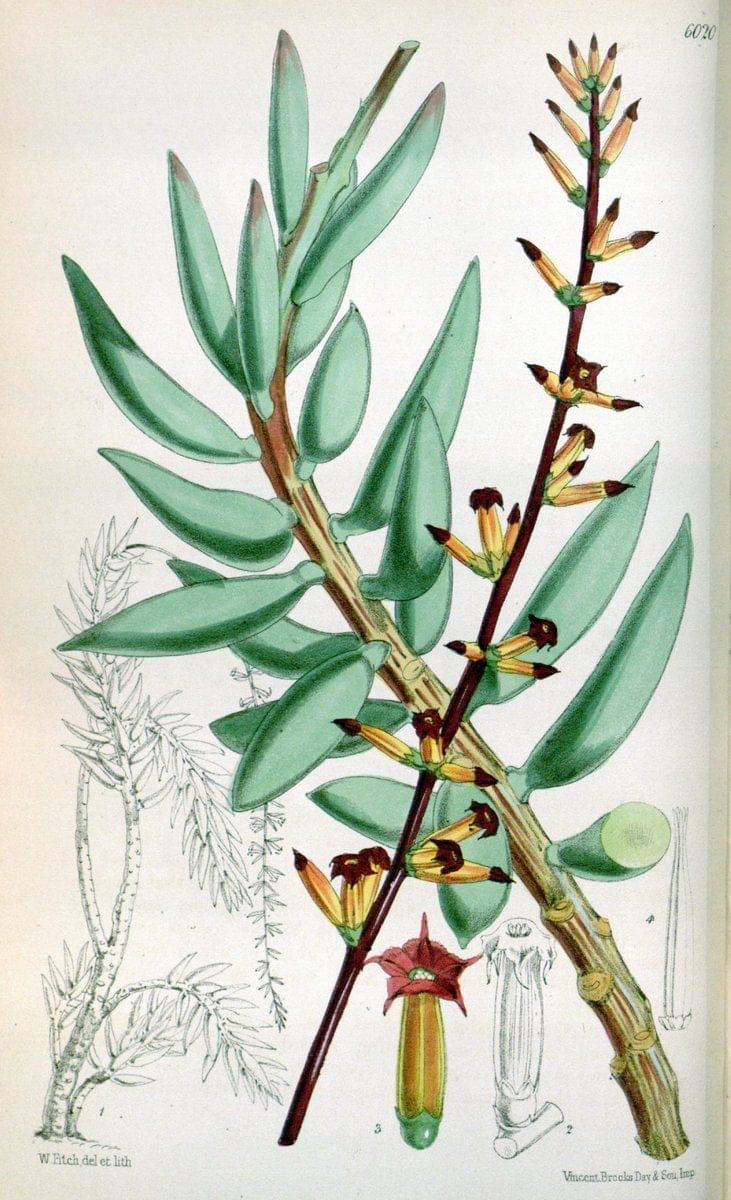 Curtis's botanical magazine. London ; New York [etc.] :Academic Press [etc.]. | "Botanical illustration" Botany Periodicals "Pictorial works" "Plants, Ornamental"  | Vintage Print Reproduction 449045