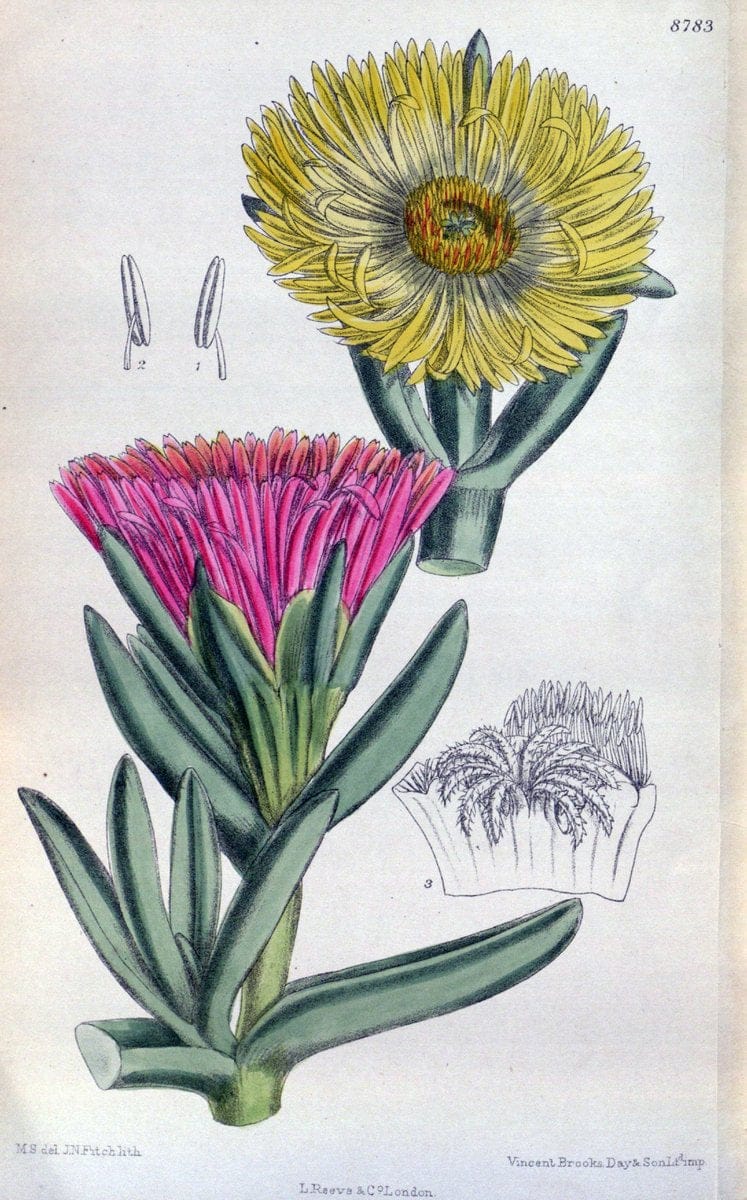 Curtis's botanical magazine. London ; New York [etc.] :Academic Press [etc.]. | "Botanical illustration" Botany Periodicals "Pictorial works" "Plants, Ornamental"  | Vintage Print Reproduction 449056