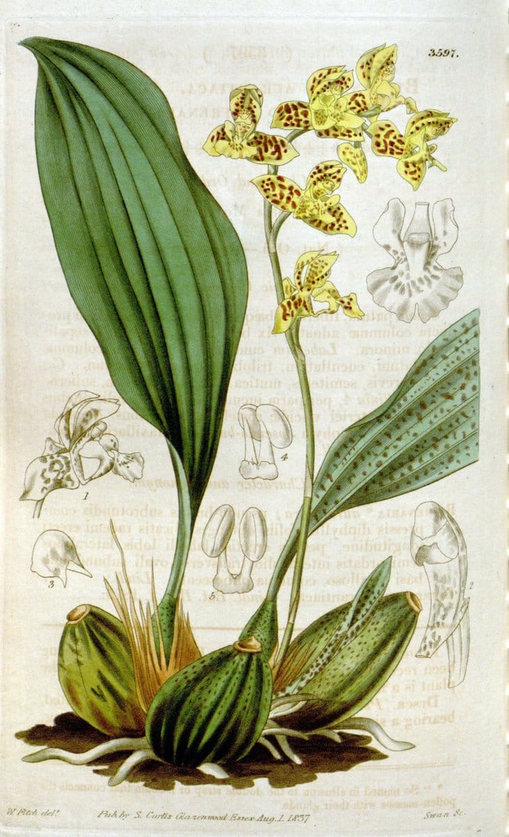 Curtis's botanical magazine. London ; New York [etc.] :Academic Press [etc.]. | "Botanical illustration" Botany Periodicals "Pictorial works" "Plants, Ornamental"  | Vintage Print Reproduction 449057