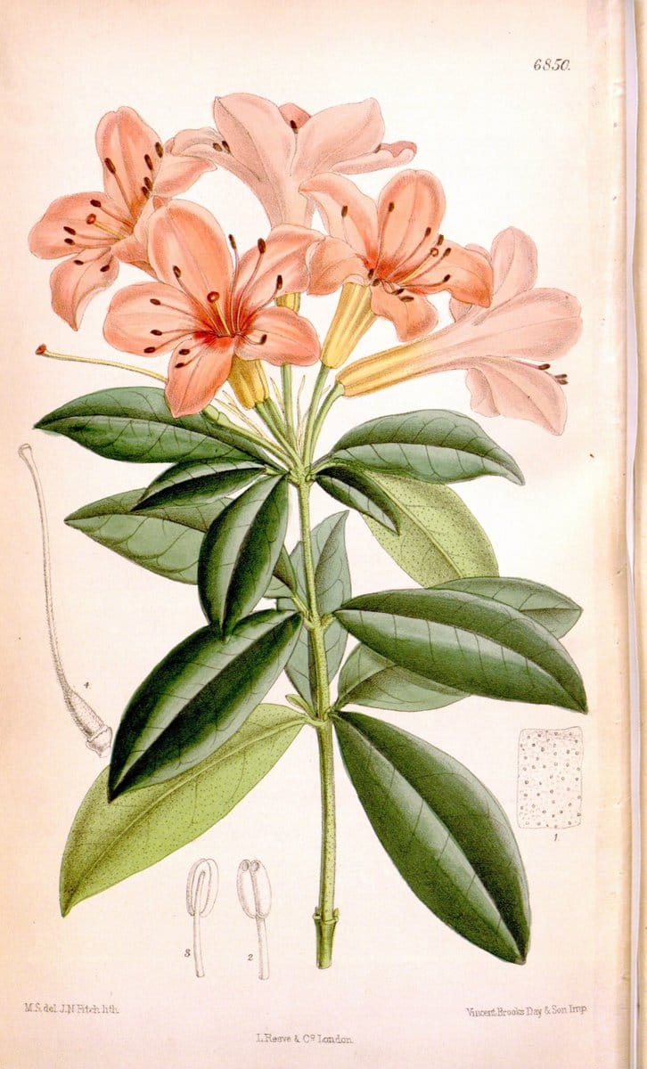Curtis's botanical magazine. London ; New York [etc.] :Academic Press [etc.]. | "Botanical illustration" Botany Periodicals "Pictorial works" "Plants, Ornamental"  | Vintage Print Reproduction 449058