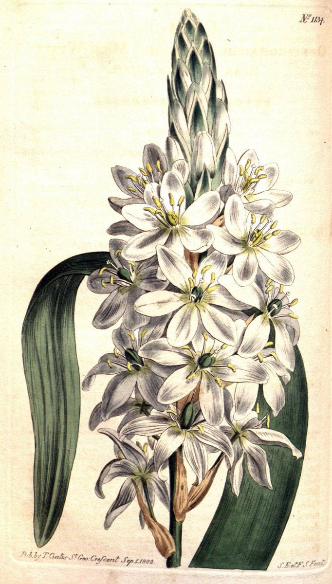 Curtis's botanical magazine. London ; New York [etc.] :Academic Press [etc.]. | "Botanical illustration" Botany Periodicals "Pictorial works" "Plants, Ornamental"  | Vintage Print Reproduction 449060