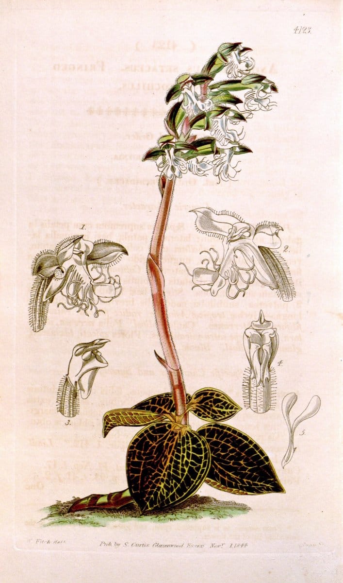 Curtis's botanical magazine. London ; New York [etc.] :Academic Press [etc.]. | "Botanical illustration" Botany Periodicals "Pictorial works" "Plants, Ornamental"  | Vintage Print Reproduction 449061