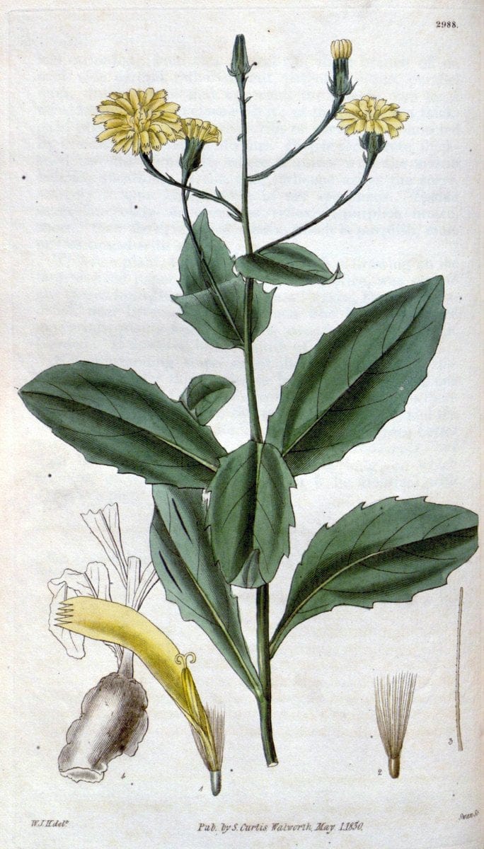 Curtis's botanical magazine. London ;New York [etc.] :Academic Press [etc.]. | Botany Periodicals "Pictorial works"  | Vintage Print Reproduction 449066