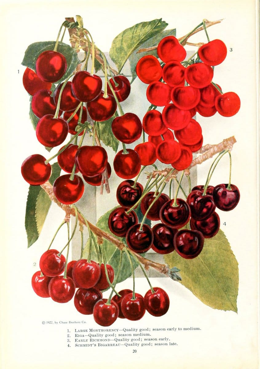 Chase fruit and flowers in natural colorsRochester, N.Y.,Chase brothers company[c1922] | Vintage Print Reproduction 449069