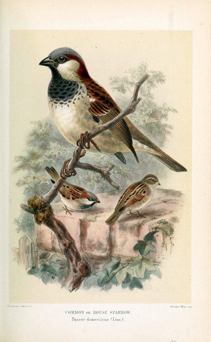 Coloured figures of the birds of the British Islands / issued by Lord Lilford. London :R | 59.82(42) Birds "Great Britain" "Pictorial works"  | Vintage Print Reproduction 449070