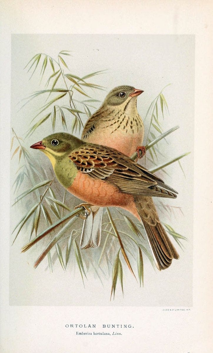 Coloured figures of the birds of the British Islands / issued by Lord Lilford. London :R | 59.82(42) Birds "Great Britain" "Pictorial works"  | Vintage Print Reproduction 449076