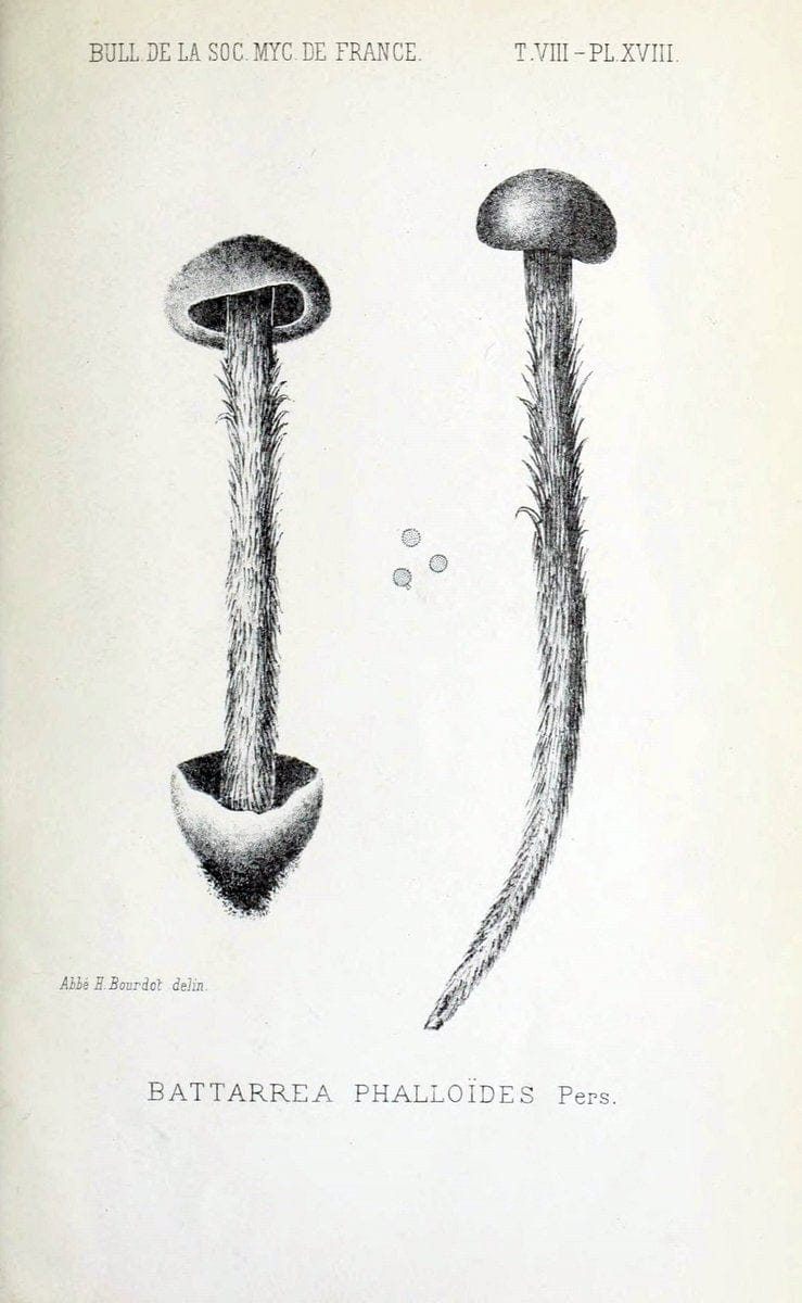 Bulletin de la SociÃ©tÃ© mycologique de France.Epinal :La SociÃ©tÃ©,1885-1903.  | France Fungi Mycology Periodicals | Vintage Print Reproduction 449077