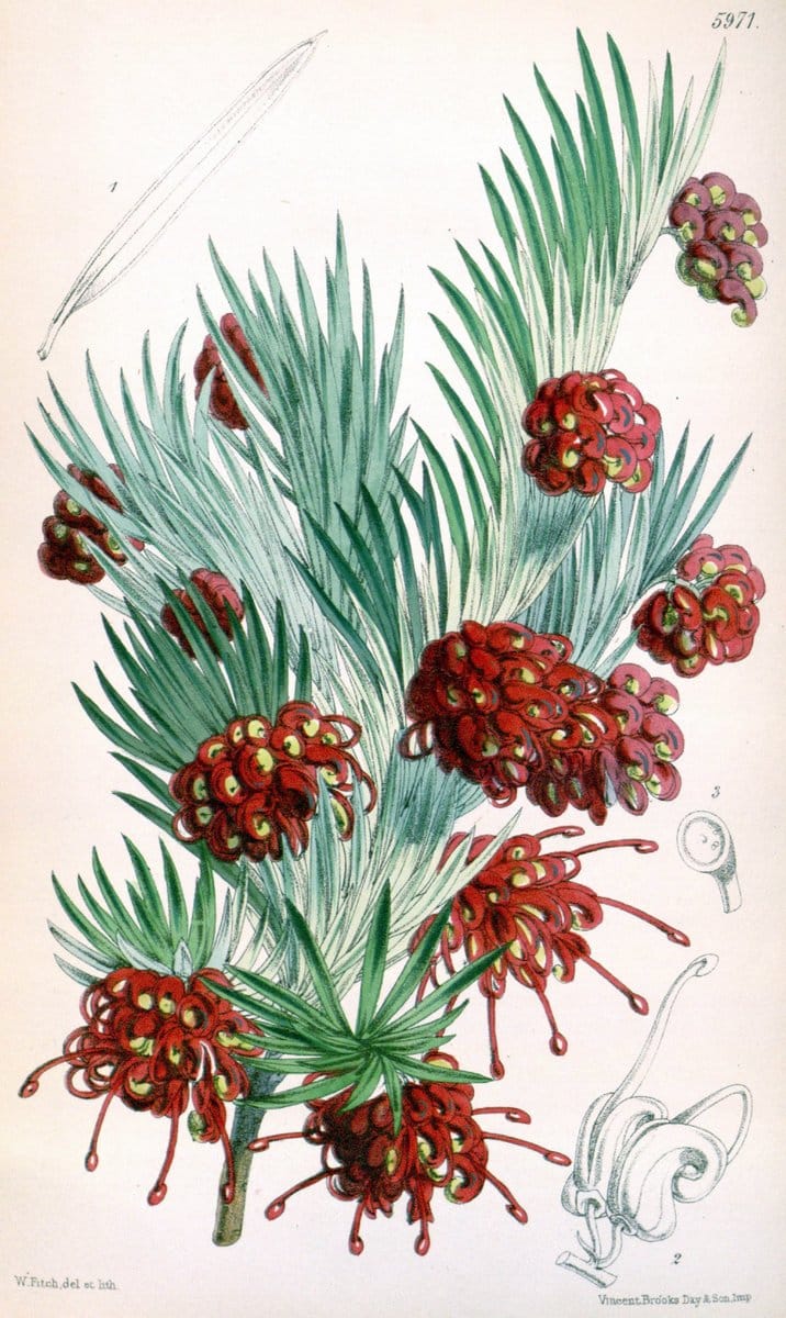 Curtis's botanical magazine. London ; New York [etc.] :Academic Press [etc.]. | "Botanical illustration" Botany Periodicals "Pictorial works" "Plants, Ornamental"  | Vintage Print Reproduction 449081