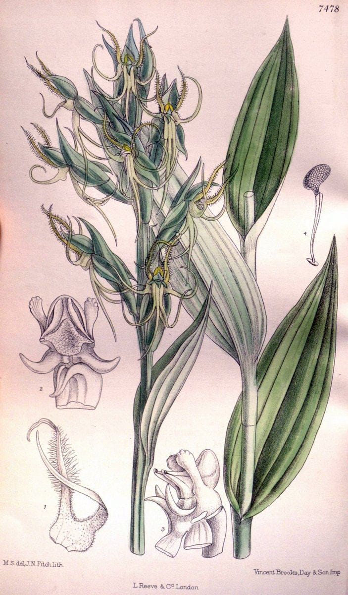 Curtis's botanical magazine. London ; New York [etc.] :Academic Press [etc.]. | "Botanical illustration" Botany Periodicals "Pictorial works" "Plants, Ornamental"  | Vintage Print Reproduction 449082