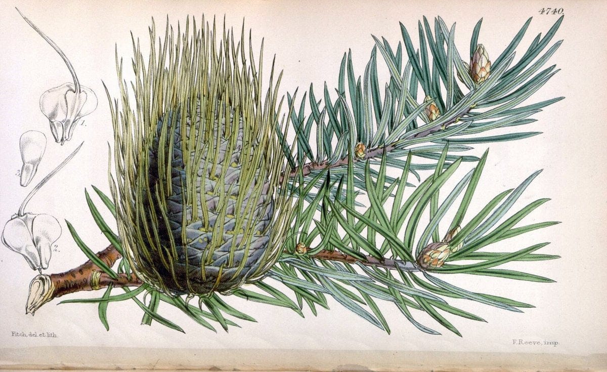 Curtis's botanical magazine. London ; New York [etc.] :Academic Press [etc.]. | "Botanical illustration" Botany Periodicals "Pictorial works" "Plants, Ornamental"  | Vintage Print Reproduction 449088