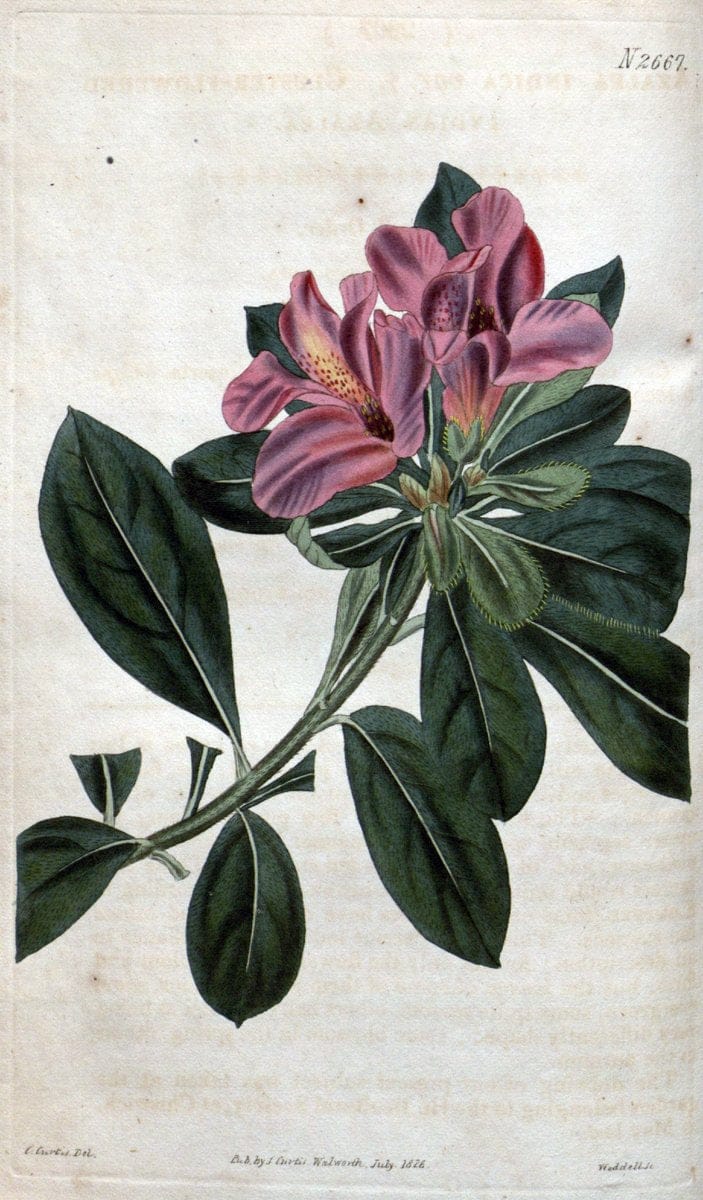 Curtis's botanical magazine. London ; New York [etc.] :Academic Press [etc.]. | "Botanical illustration" Botany Periodicals "Pictorial works" "Plants, Ornamental"  | Vintage Print Reproduction 449089