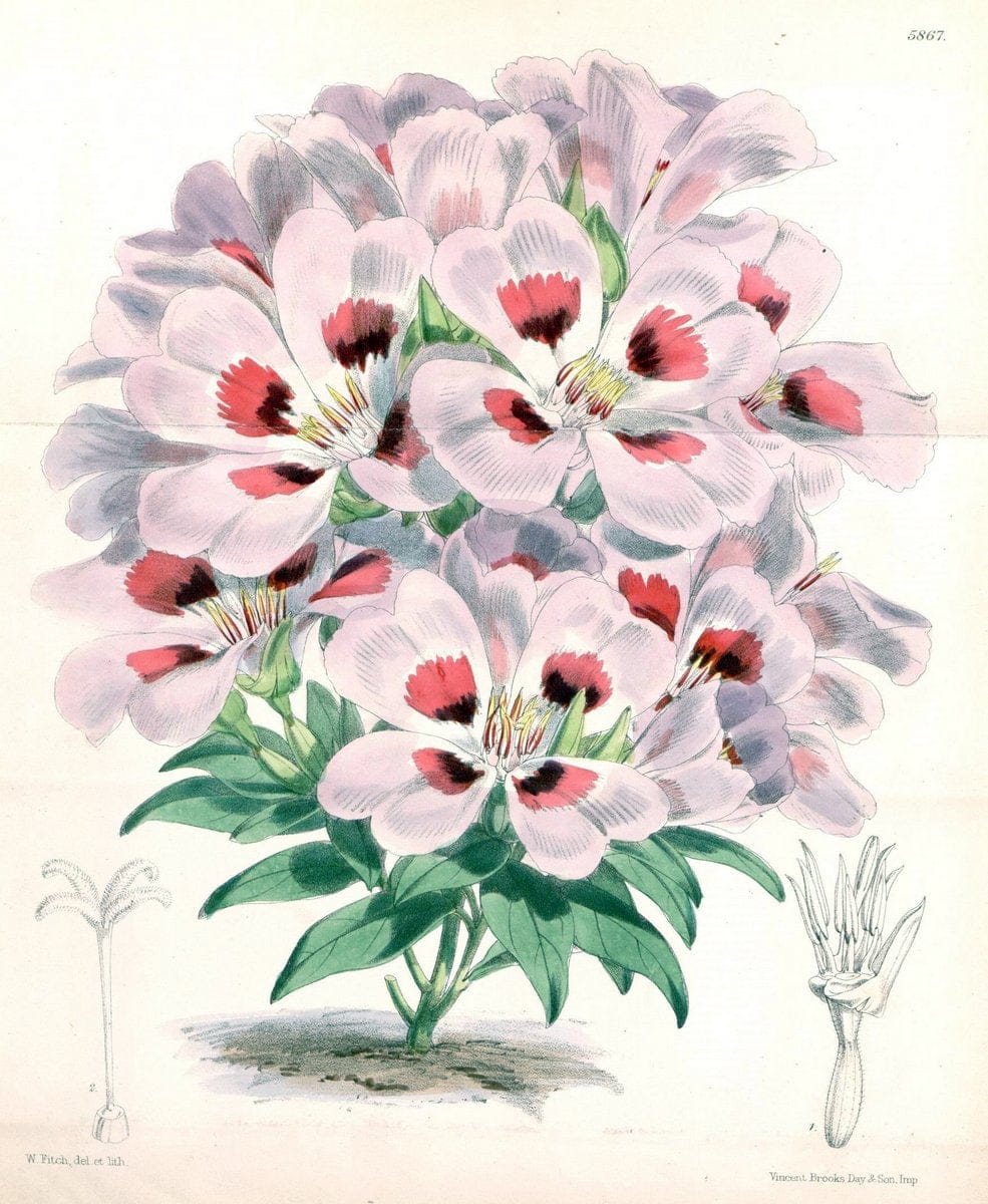 Dragable Image