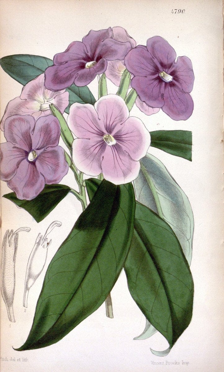 Curtis's botanical magazine. London ;New York [etc.] :Academic Press [etc.]. | Botany Periodicals "Pictorial works"  | Vintage Print Reproduction 449095