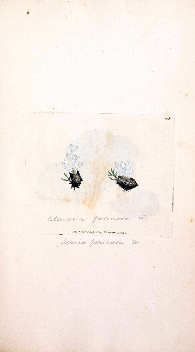 Coloured figures of English fungi or mushrooms. London,Printed by J. Davis,1797-[1809]. | England Mushrooms  | Vintage Print Reproduction 449096