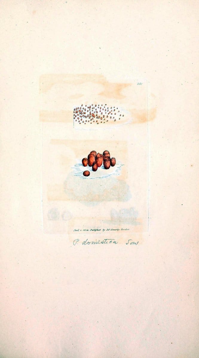 Coloured figures of English fungi or mushrooms. London,Printed by J. Davis,1797-[1809]. | England Mushrooms  | Vintage Print Reproduction 449100