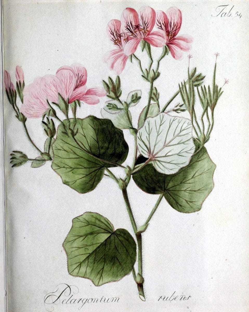 Collectio plantarum tam exoticarum, quam indigenarum, cum delineatione, descriptione cul | Botany | Vintage Print Reproduction 449101