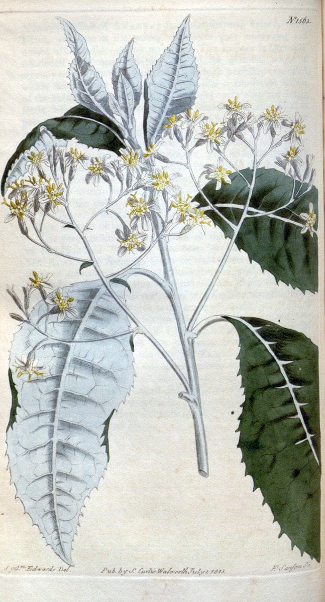 Curtis's botanical magazine. London ; New York [etc.] :Academic Press [etc.]. | "Botanical illustration" Botany Periodicals "Pictorial works" "Plants, Ornamental"  | Vintage Print Reproduction 449103