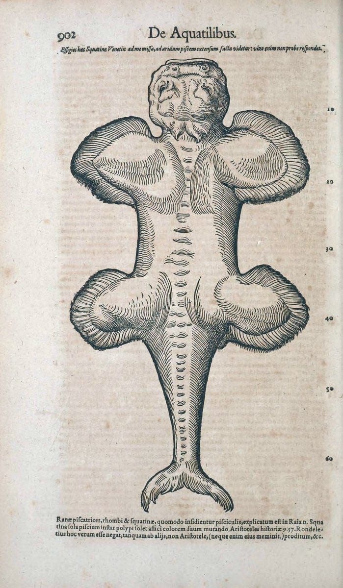 Conradi Gesneri medici Tigurini Historiae animalium liber IV :.Francofurti :In Bibliopol | "Early works to 1800" Fishes Mollusks "Pre-Linnean works" Zoology | Vintage Print Reproduction 449105