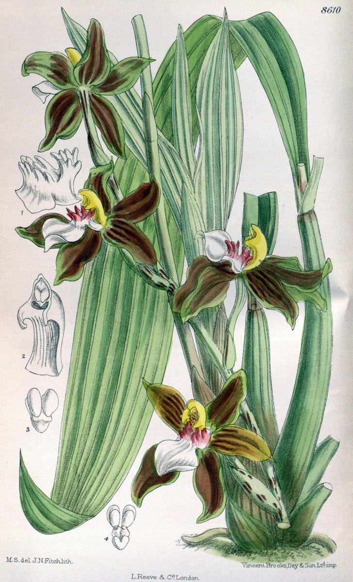 Curtis's botanical magazine. London ; New York [etc.] :Academic Press [etc.]. | "Botanical illustration" Botany Periodicals "Pictorial works" "Plants, Ornamental"  | Vintage Print Reproduction 449109