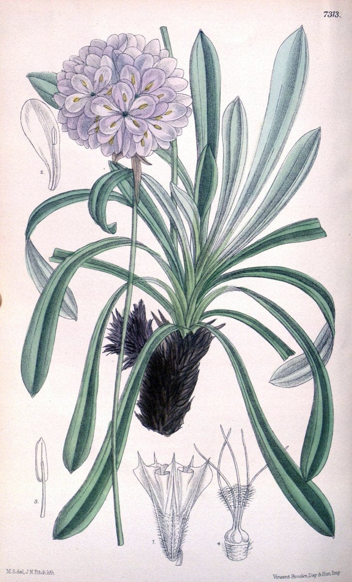 Curtis's botanical magazine. London ; New York [etc.] :Academic Press [etc.]. | "Botanical illustration" Botany Periodicals "Pictorial works" "Plants, Ornamental"  | Vintage Print Reproduction 449112
