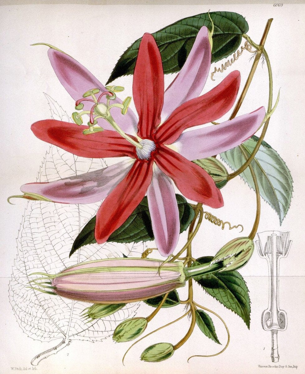 Curtis's botanical magazine. London ; New York [etc.] :Academic Press [etc.]. | "Botanical illustration" Botany Periodicals "Pictorial works" "Plants, Ornamental"  | Vintage Print Reproduction 449117