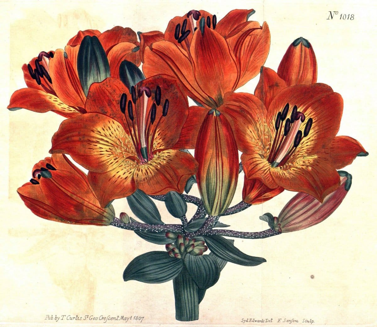 Curtis's botanical magazine. London ;New York [etc.] :Academic Press [etc.]. | Botany Periodicals "Pictorial works"  | Vintage Print Reproduction 449120