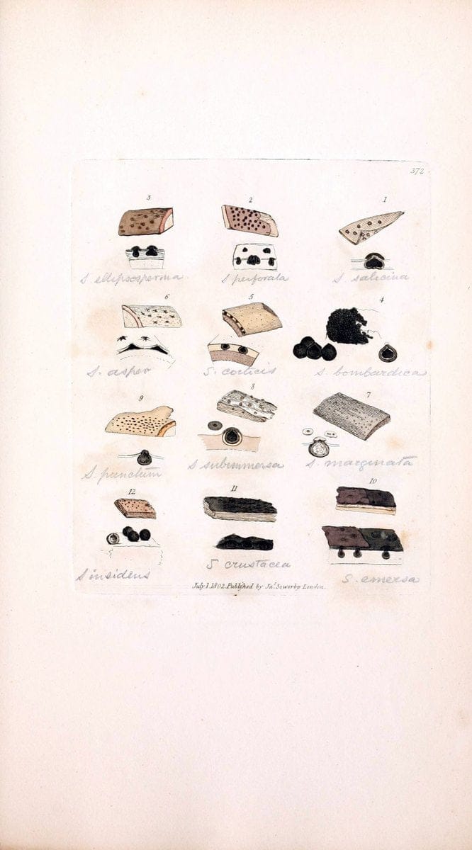 Coloured figures of English fungi or mushrooms. London,Printed by J. Davis,1797-[1809]. | England Mushrooms  | Vintage Print Reproduction 449121