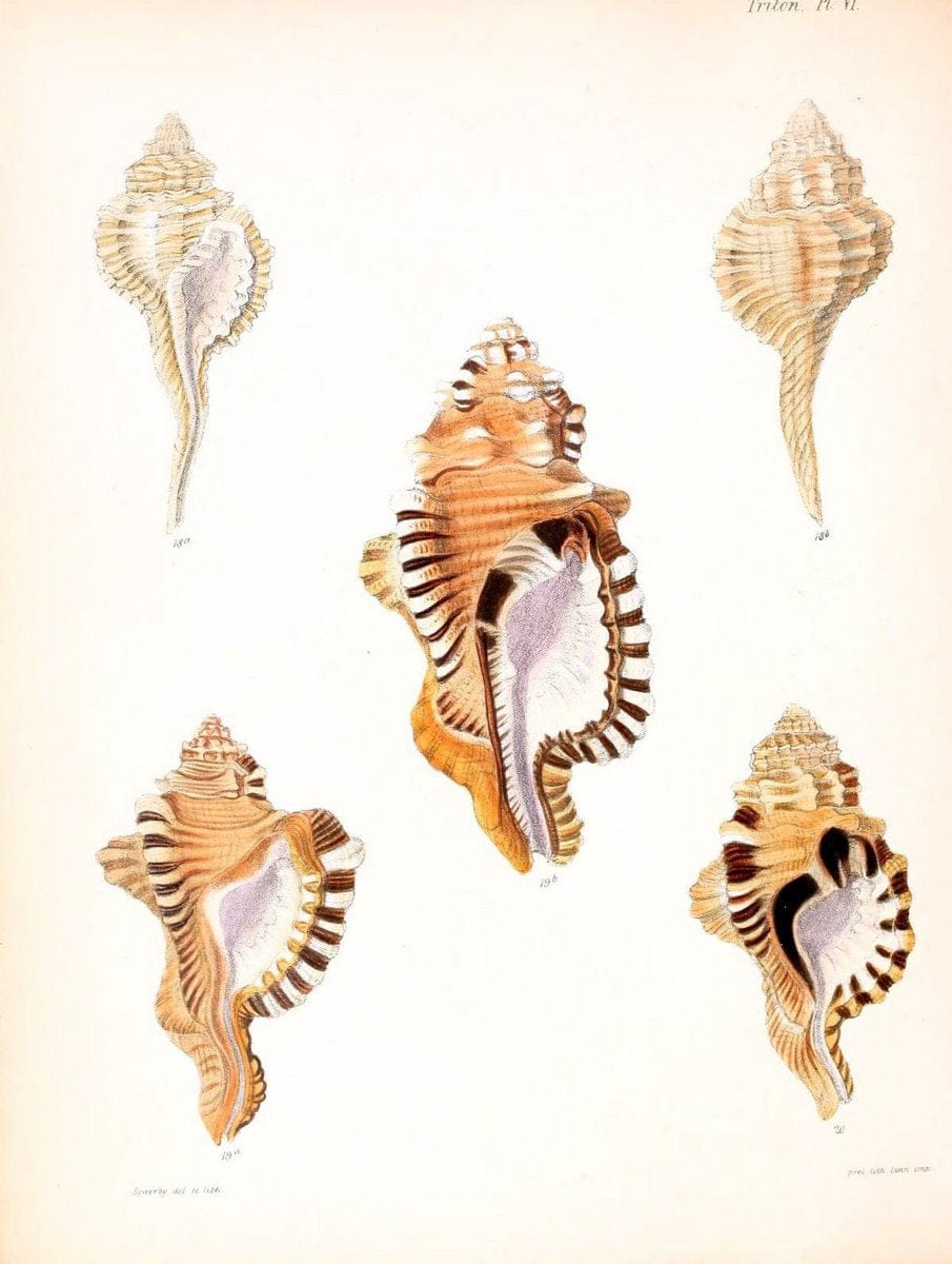 Conchologia iconica, or, Illustrations of the shells of molluscous animals /.London :Reeve, Brothers,1843-1878.  | Mollusks "Pictorial works" Shells | Vintage Print Reproduction 449122