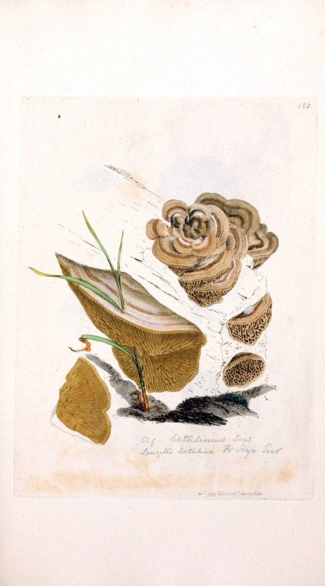 Coloured figures of English fungi or mushrooms. London,Printed by J. Davis,1797-[1809]. | England Mushrooms  | Vintage Print Reproduction 449123