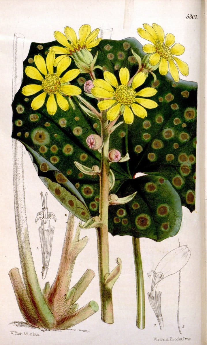 Curtis's botanical magazine. London ; New York [etc.] :Academic Press [etc.]. | "Botanical illustration" Botany Periodicals "Pictorial works" "Plants, Ornamental"  | Vintage Print Reproduction 449127