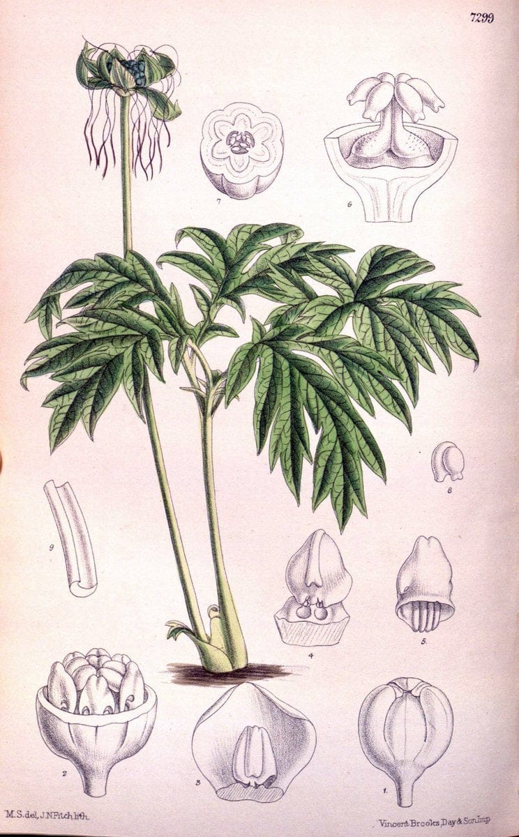 Curtis's botanical magazine. London ; New York [etc.] :Academic Press [etc.]. | "Botanical illustration" Botany Periodicals "Pictorial works" "Plants, Ornamental"  | Vintage Print Reproduction 449130