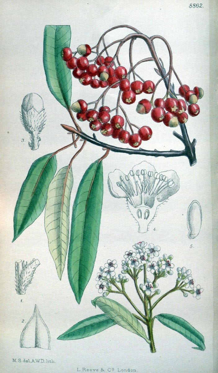 Curtis's botanical magazine. London ; New York [etc.] :Academic Press [etc.]. | "Botanical illustration" Botany Periodicals "Pictorial works" "Plants, Ornamental"  | Vintage Print Reproduction 449134