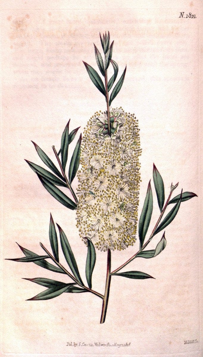 Curtis's botanical magazine. London ; New York [etc.] :Academic Press [etc.]. | "Botanical illustration" Botany Periodicals "Pictorial works" "Plants, Ornamental"  | Vintage Print Reproduction 449137