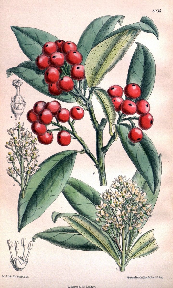 Curtis's botanical magazine. London ; New York [etc.] :Academic Press [etc.]. | "Botanical illustration" Botany Periodicals "Pictorial works" "Plants, Ornamental"  | Vintage Print Reproduction 449139